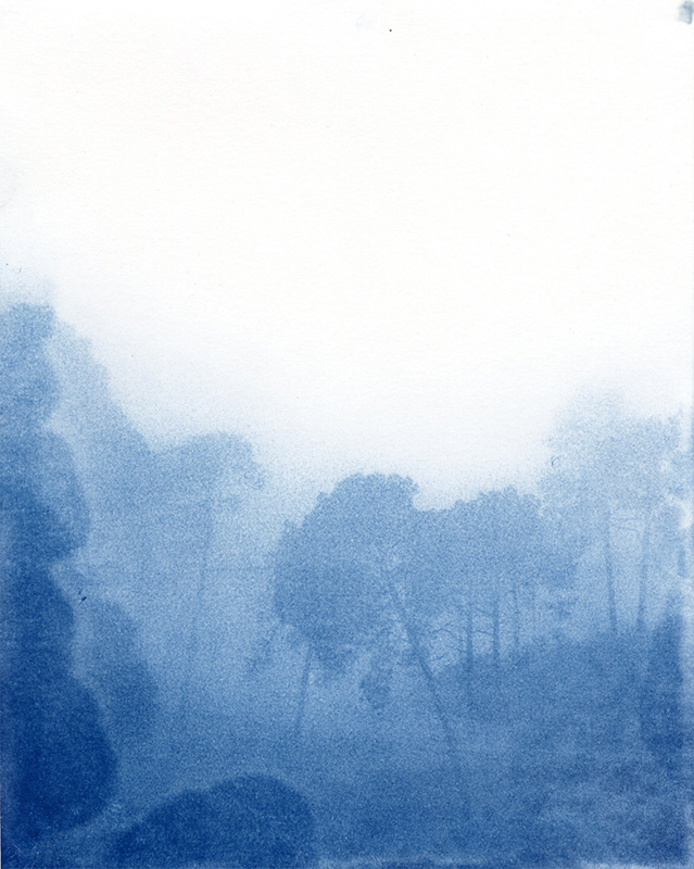 Cyanotype III